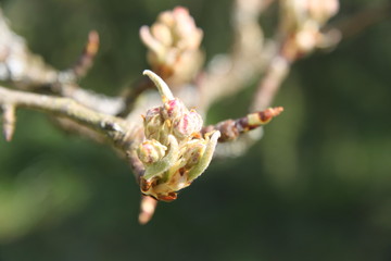 White fresh pear tree bud fertile blossom