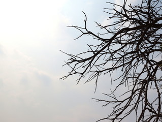 Obraz premium Silhouette branching tree on sky background.