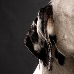 Dalmatien