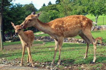 Fototapeta premium deer in the park Nara Japan