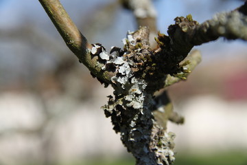 Grey lichens on apple and pear tree branches orchard