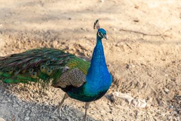 Obraz premium Peacock on the territory of Amirkhan summer palace. Uzbekistan