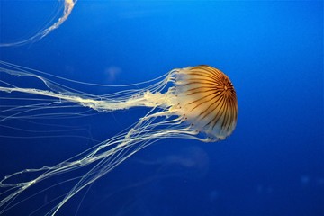 jellyfish in aquarium © AnnaMaria