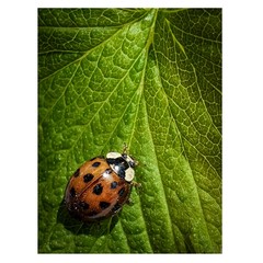ladybug on green leaf