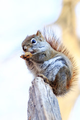 Obraz premium The Squirrel