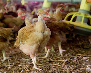 France, Auvergne, Saint Angel, Elevage de poulets