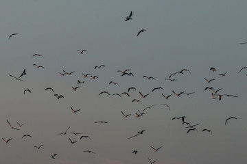 Mouette en vol 