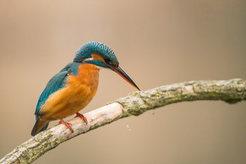 Common Kingfisher (Alcedo atthis)