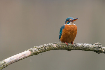 Common Kingfisher (Alcedo atthis)