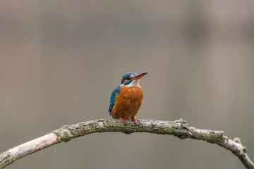 Common Kingfisher (Alcedo atthis)