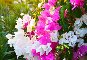 Bougainvillea flowers in the garden of Tenerife,Canary Islands,Spain.Summer floral concept with space for text.Selective focus.
