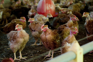 France, Auvergne, Saint Angel, Elevage de poulets