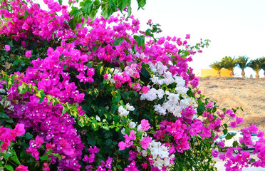 Obraz premium Bougainvillea flowers in the garden of Tenerife,Canary Islands,Spain.Summer floral concept with space for text.Selective focus.