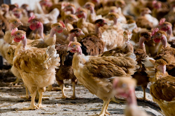 France, Auvergne, Saint Angel, Elevage de poulets