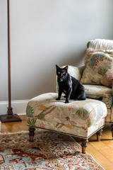 A serious black cat with yellow eyes sitting on a floral chair in a living room den in a traditional home staring seriously with a mean look