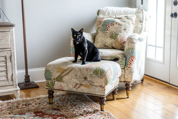 A serious black cat with yellow eyes sitting on a floral chair in a living room den in a traditional home staring seriously with a mean look