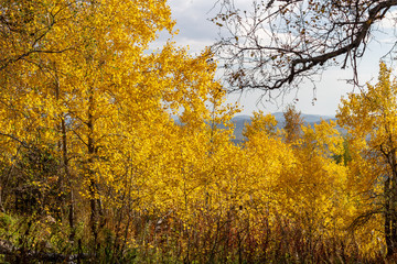Fototapeta premium yellow tree in autumn