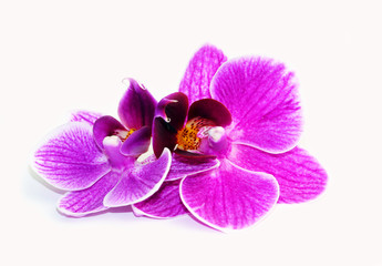 Purple orchid flowers on a white background.