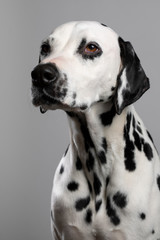 Dalmatien