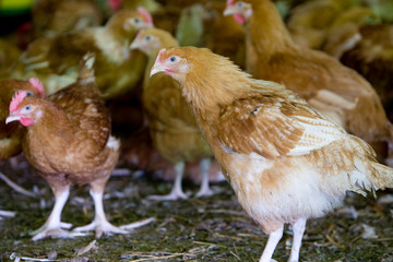 France, Auvergne, Saint Angel, Elevage de poulets
