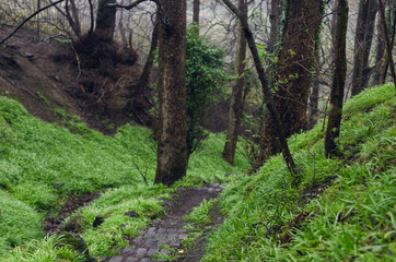 Fogy morning in the forest