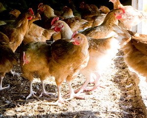 France, Auvergne, Saint Angel, Elevage de poulets