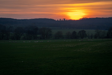 Sunset over green fields with sheep