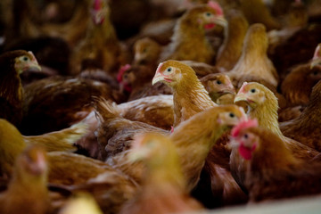 France, Auvergne, Saint Angel, Elevage de poulets