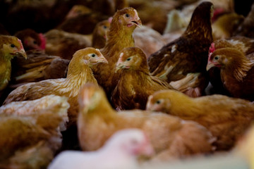 France, Auvergne, Saint Angel, Elevage de poulets