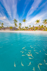 Baby reef sharks close to tropical island beach, coastline of Maldives with palm trees and white sand, luxury resort hotel background. Amazing travel destination concept, summer vacation landscape