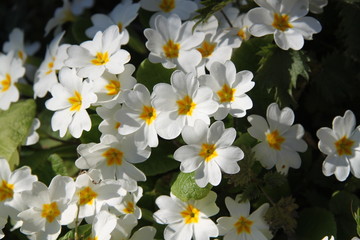 Spring white pure primerose primula wild flowers