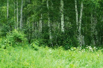 Birch forest in early summer!