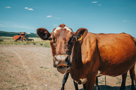 A Cow With Its Tongue Sticking Out