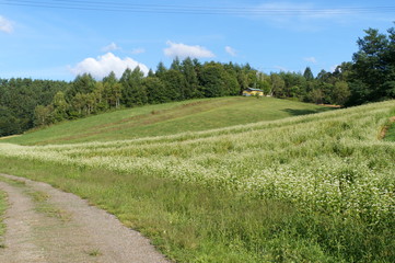 Soba farm in Nagano prefecture