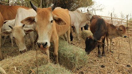 Many cows eat food.