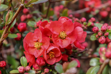 Fototapeta na wymiar Red flowers on a bush
