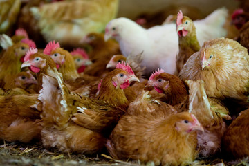 France, Auvergne, Saint Angel, Elevage de poulets