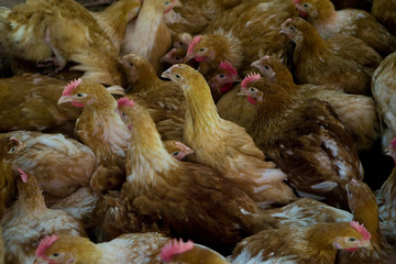 France, Auvergne, Saint Angel, Elevage de poulets
