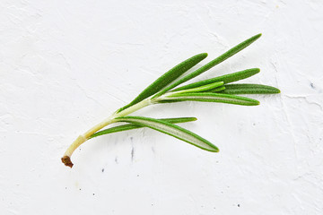 Fresh green sprig of rosemary isolated on a white  textured background. sprigs of rosemary. Rosemary branch