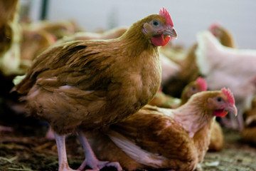 France, Auvergne, Saint Angel, Elevage de poulets