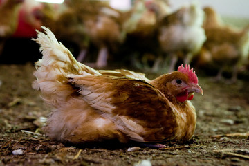 France, Auvergne, Saint Angel, Elevage de poulets