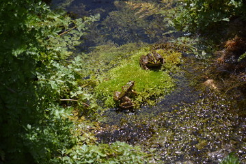 ranas
