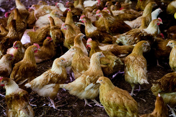France, Auvergne, Saint Angel, Elevage de poulets