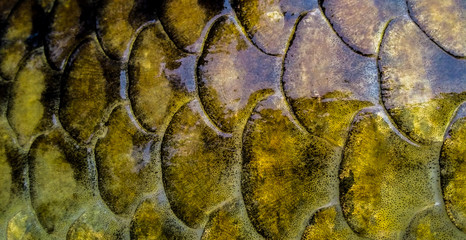 Close up shot of a european common carp scales showing the fine detail