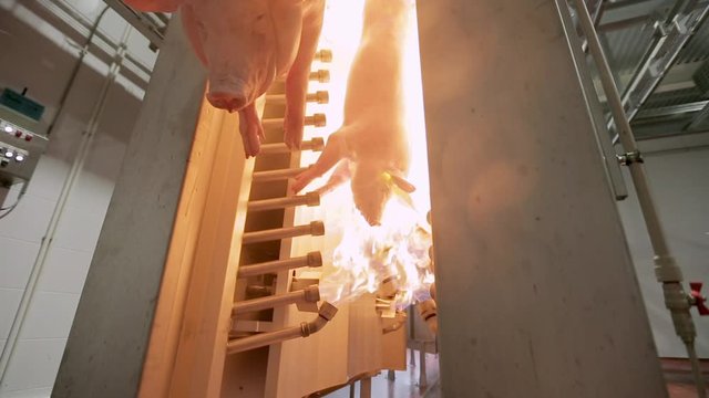 Firing Pig Carcasses