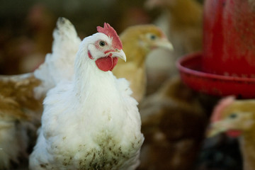 France, Auvergne, Saint Angel, Elevage de poulets