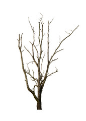 Dead tree isolated on white background. This has clipping path.
