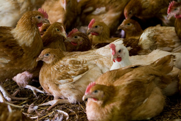 France, Auvergne, Saint Angel, Elevage de poulets