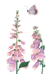 Watercolor Foxglove, Bouquet of  Flowers, Watercolor Butterfly, Home Decor, Watercolor Flowers, Digital Print, Wall Art, Watercolor Art, Gift Of Mother's Day, Pink Flowers, Spring Art - obrazy, fototapety, plakaty