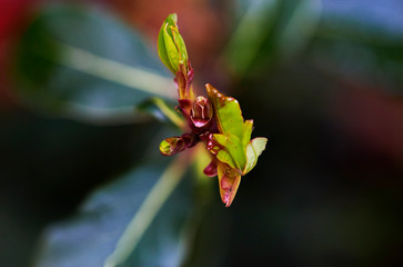 beautiful macro photography of plant fauna seen very closely